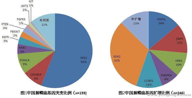 肺鳞癌基因突变和扩增比例图.jpg