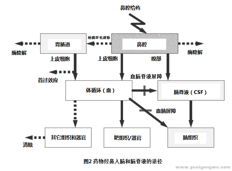 药物经鼻入脑途径